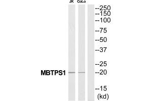 Western Blotting (WB) image for anti-Membrane-Bound Transcription Factor Peptidase, Site 1 (MBTPS1) (C-Term) antibody (ABIN1851539) (MBTPS1 抗体  (C-Term))