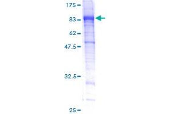 ITFG3 Protein (AA 1-552) (GST tag)