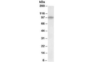 Western blot testing of human skeletal muscle lysate with DAG antibody at 0. (Dystroglycan 抗体)