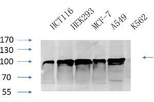 Western Blot analysis of HCT116 (1), HEK293 (2), MCF-7 (3), A594 (4), K562 (5), diluted at 1:1000. (Calnexin 抗体)