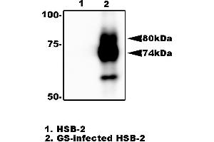 Western Blotting (WB) image for anti-HHV6 gQ1 (AA 3-422) antibody (ABIN2452012)