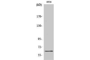 Western Blotting (WB) image for anti-c-Fos (c-Fos) (Ser387) antibody (ABIN3183883) (c-FOS 抗体  (Ser387))