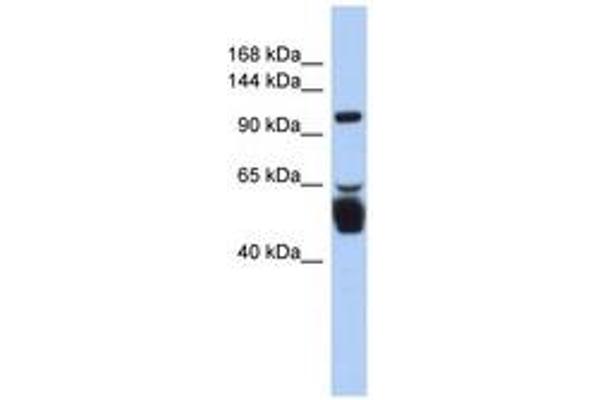 LRRC8B 抗体  (AA 143-192)