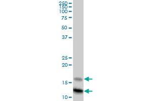 SAA4 MaxPab polyclonal antibody. (SAA4 抗体  (AA 1-130))