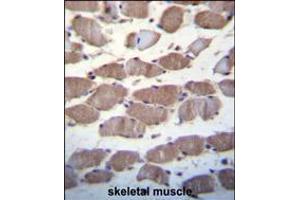 USP29 Antibody immunohistochemistry analysis in formalin fixed and paraffin embedded human skeletal muscle followed by peroxidase conjugation of the secondary antibody and DAB staining. (USP29 抗体  (AA 660-690))