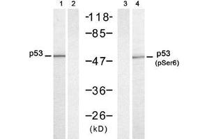 Western blot analysis of extracts from HT-29 cells untreated or treated with UV (20min), using p53 (Ab-6) antibody (E021083, Lane 1 and 2) and p53 (phospho-Ser6) antibody (E011092, Lane 3 and 4) (p53 抗体  (pSer6))