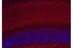 Indirect immunostaining of PFA fixed mouse hippocampus section (dilution 1 : 500; red). (Complexin 1, 2 (C-Term) 抗体)