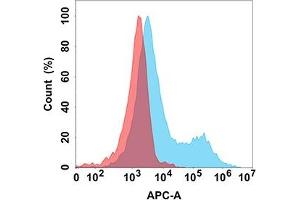 Flow cytometry analysis with Anti-CD37 (DM166) on Expi293 cells transfected with human CD37 (Blue histogram) or Expi293 transfected with irrelevant protein (Red histogram). (CD37 抗体  (AA 112-241))
