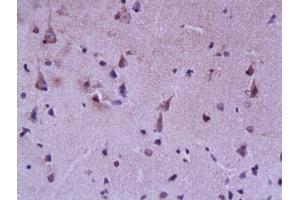 Formalin-fixed and paraffin embedded rat brain labeled with Rabbit Anti FABP7/BLBP/FABP(brain) Polyclonal Antibody, Unconjugated (ABIN739475) at 1:200 followed by conjugation to the secondary antibody and DAB staining (FABP7 抗体  (AA 6-23))