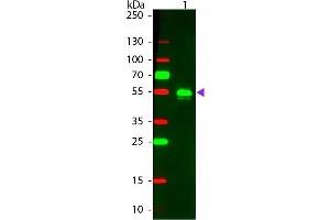 Western Blotting (WB) image for Donkey anti-Rabbit IgG (Heavy & Light Chain) antibody (TRITC) - Preadsorbed (ABIN1044054)