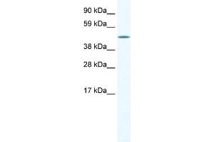 WB Suggested Anti-A830039H10RIK Antibody Titration:  1. (A830039H10RIK (C-Term) 抗体)