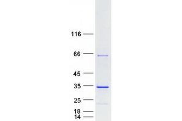 FAM9C Protein (Myc-DYKDDDDK Tag)