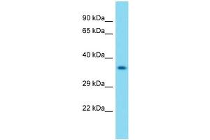 Western Blotting (WB) image for anti-Olfactory Receptor 3 (OLFR3) (Middle Region) antibody (ABIN2449820) (OLFR3 抗体  (Middle Region))