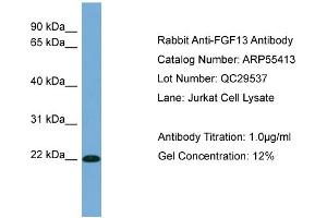 WB Suggested Anti-FGF13  Antibody Titration: 0. (FGF13 抗体  (Middle Region))