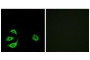 Immunofluorescence (IF) image for anti-Acyl-CoA Thioesterase 8 (ACOT8) (Internal Region) antibody (ABIN1850687) (ACOT8 抗体  (Internal Region))