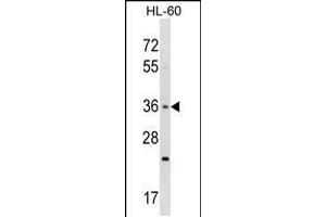 Western blot analysis in HL-60 cell line lysates (35ug/lane). (TAS2R7 抗体  (C-Term))