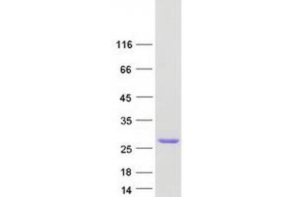 SDF2L1 Protein (Myc-DYKDDDDK Tag)