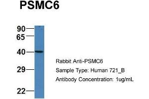 Host: Rabbit Target Name: PSMC6 Sample Type: Human 721_B Antibody Dilution: 1. (PSMC6 抗体  (C-Term))