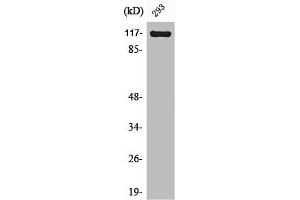 CACNA2D4 抗体  (Internal Region)