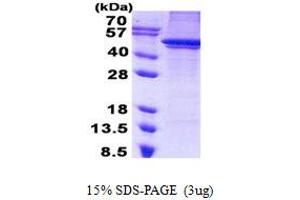 Image no. 1 for ARC protein (His tag) (ABIN7280196) (ARC protein (His tag))