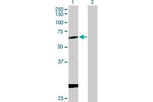 Western Blot analysis of CPNE1 expression in transfected 293T cell line by CPNE1 MaxPab polyclonal antibody. (CPNE1 抗体  (AA 1-537))