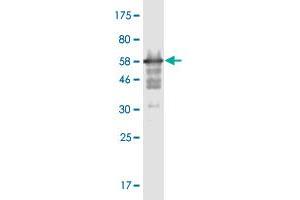 Western Blot detection against Immunogen (58. (MPPED2 抗体  (AA 1-294))