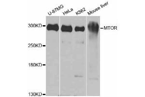 Western blot analysis of extracts of various cell lines, using MTOR antibody (ABIN5997746) at 1/1000 dilution. (MTOR 抗体)