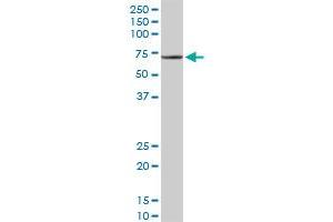 TRAF3IP2 MaxPab rabbit polyclonal antibody. (TRAF3IP2 抗体  (AA 1-565))