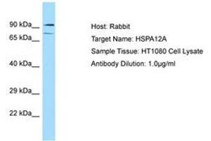 Image no. 1 for anti-Heat Shock 70kDa Protein 12A (HSPA12A) (AA 164-213) antibody (ABIN6749883) (HSPA12A 抗体  (AA 164-213))