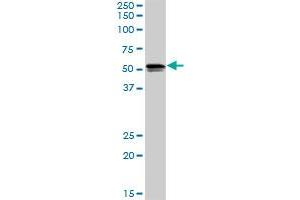 SH2D4A MaxPab rabbit polyclonal antibody. (SH2D4A 抗体  (AA 1-454))