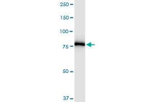 PNPT1 MaxPab rabbit polyclonal antibody. (PNPT1 抗体  (AA 1-783))