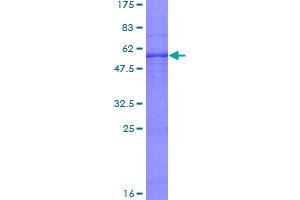 PEX2 Protein (AA 1-305) (GST tag)