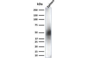 Western Blot Analysis of Spleen tissue lysate using CD63 Mouse Monoclonal Antibody (LAMP3/2881) (CD63 抗体  (AA 100-197))