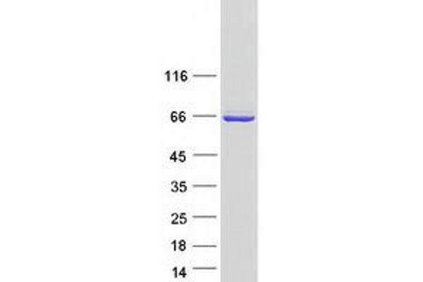 DNAJC1 Protein (Myc-DYKDDDDK Tag)