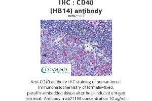 Image no. 1 for anti-CD40 (CD40) antibody (ABIN1724028) (CD40 抗体)