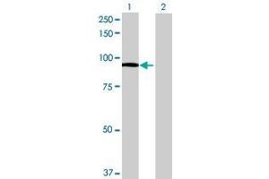 Western Blotting (WB) image for FXR2 293T Cell Transient Overexpression Lysate(Denatured) (ABIN1334576)