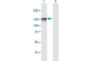 Western Blot analysis of NFKBIL2 expression in transfected 293T cell line by NFKBIL2 MaxPab polyclonal antibody. (NFKBIL2 抗体  (AA 1-1219))