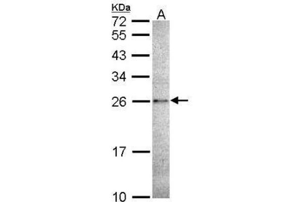 CASP14 抗体  (C-Term)