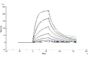 Surface Plasmon Resonance (SPR) image for Angiotensin I Converting Enzyme 2 (ACE2) protein (His tag) (ABIN6952704)