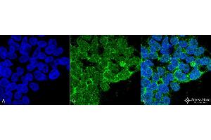 Immunocytochemistry/Immunofluorescence analysis using Mouse Anti-PP5 Monoclonal Antibody, Clone 12F7 . (PP5 抗体  (Atto 488))