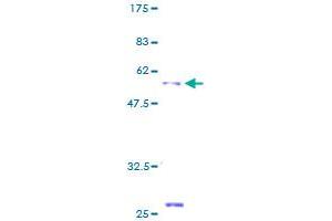 Image no. 1 for Tetraspanin 32 (TSPAN32) (AA 1-258) protein (GST tag) (ABIN1323934) (TSPAN32 Protein (AA 1-258) (GST tag))