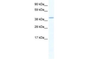 Western Blotting (WB) image for anti-GATA Binding Protein 5 (GATA5) antibody (ABIN2461433) (GATA5 抗体)