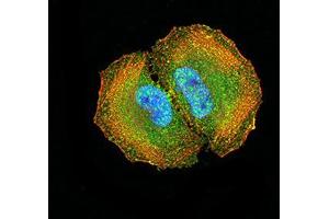 Immunocytochemistry (ICC) image for anti-Double C2-Like Domains, alpha (DOC2A) (AA 652-749) antibody (ABIN5944593) (DOC2A 抗体  (AA 652-749))