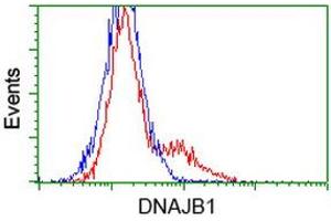 Image no. 2 for anti-DnaJ (Hsp40) Homolog, Subfamily B, Member 1 (DNAJB1) antibody (ABIN1498736) (DNAJB1 抗体)