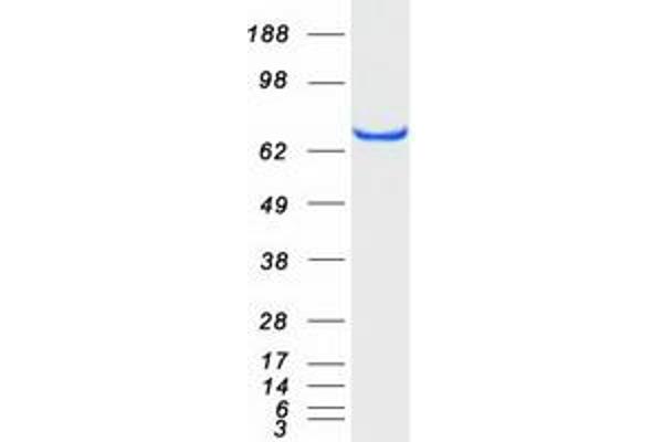 ACBD3 Protein (Myc-DYKDDDDK Tag)