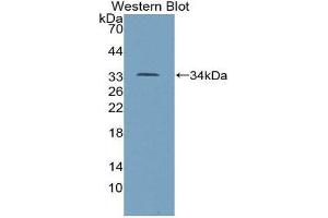 Western Blotting (WB) image for anti-Tumor Protein P53 (TP53) (AA 134-387) antibody (ABIN1078634) (p53 抗体  (AA 134-387))