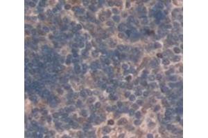 IHC-P analysis of Mouse Tissue, with DAB staining. (LY96 抗体  (AA 16-160))