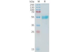 Cynomolgus TN Protein, hFc Tag on SDS-PAGE under reducing condition. (TNFSF15 Protein (Fc Tag))