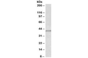 Western blot testing of MCF7 lysate with IDH3G antibody at 0. (IDH3G 抗体)
