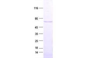 Validation with Western Blot (STAU1/Staufen Protein (His tag))